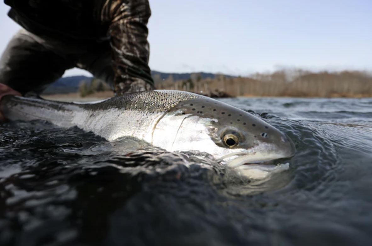 Olympic Peninsula Steelhead Fly Fishing